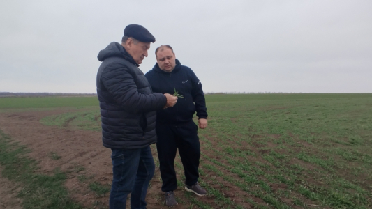 В Красноперекопском районе проверили состояние посевов зерновых и технических культур под урожай 2025 года  